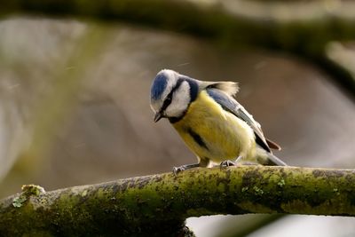 Close-up of eurasian blue tit perching on branch