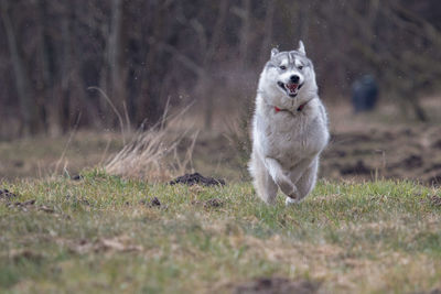 Siberian husky dog in motion. winter, day, no people, outdoor.