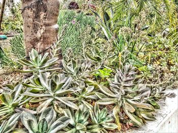 High angle view of succulent plant
