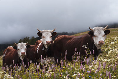 Cows in a field