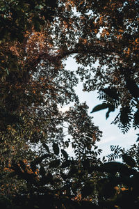 Low angle view of trees against sky