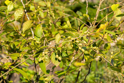 plant