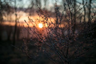 Close-up of silhouette plants against sky during sunset