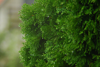 Close-up of green leaves on tree trunk