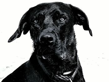 Close-up portrait of dog