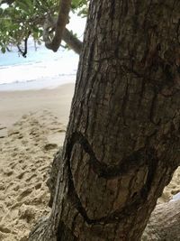 Close-up of tree trunk