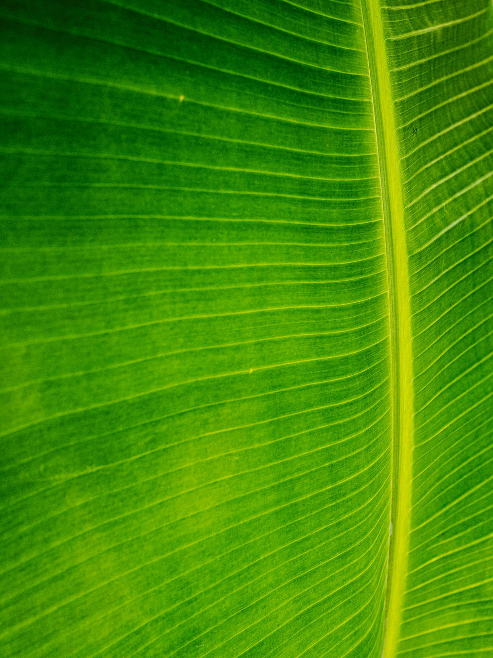 FULL FRAME SHOT OF GREEN LEAVES