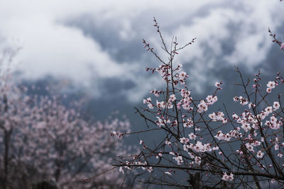 Low angle view of cherry blossoms against cloudy sky