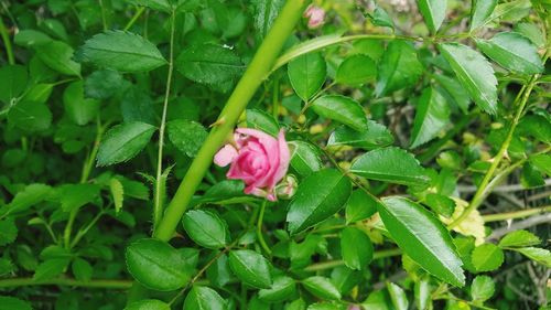 Close-up of pink flowers