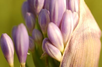 Close-up of flower