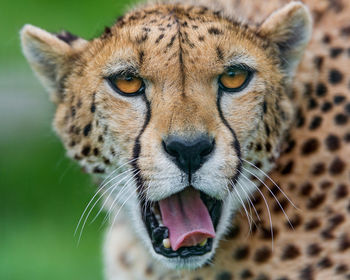 Cheetah in the wild, africa