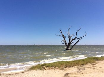 Bare tree on beach against clear blue sky