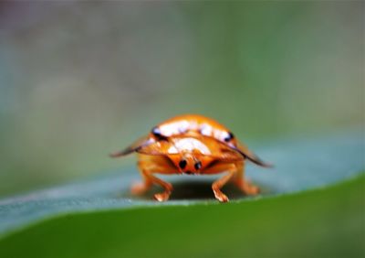 Close-up of insect