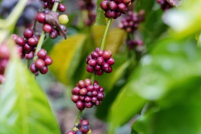 Close-up of berries growing on tree