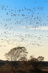 Low angle view of birds flying in sky