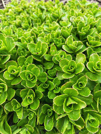 Full frame shot of fresh green leaves