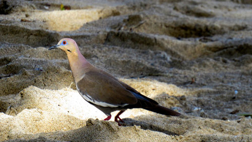 Close-up of a turtle dove walking in the sand