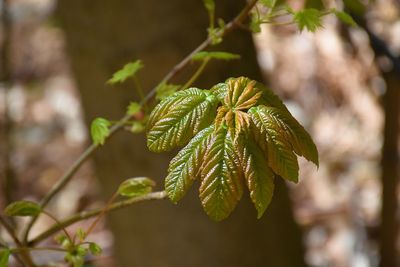 Close-up of green leaves on branch