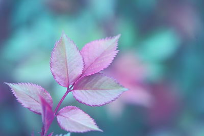 Close-up of wet plant