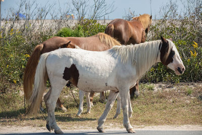 Horses standing in the field