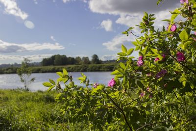 Close-up of flowering plants by lake against sky