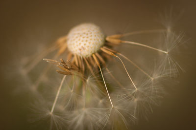 Close-up of dandelion on plant