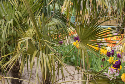 Woman with flowers on palm tree