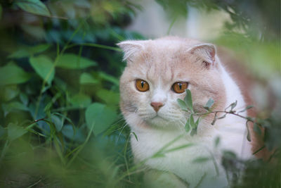 Close-up portrait of cat