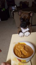 Close-up of dog sitting on table