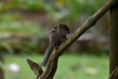 Close-up of squirrel on tree