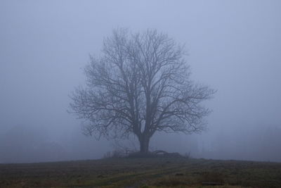 Bare tree on field against sky