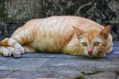 Close-up of a cat resting on footpath