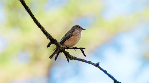 Close-up of bird perching on branch