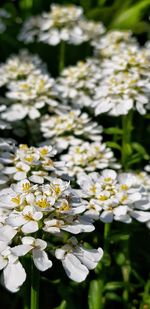 Close-up of white flowering plant