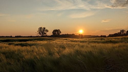 Scenic view of field against sky during sunset