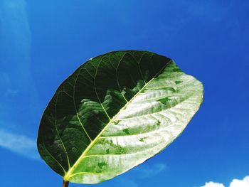 Close-up of leaf against blue sky