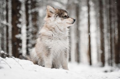 Young puppy finnish lapphund dog on snow covered land