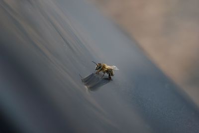 High angle view of bee