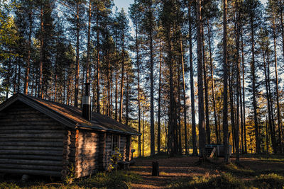 Pine trees in forest during autumn