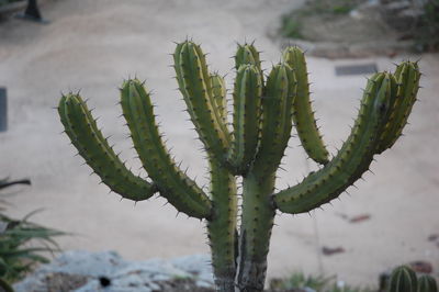 Close-up of cactus growing on field