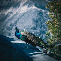 Close-up of peacock