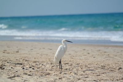 Bird on beach against sky