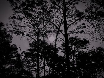 Low angle view of silhouette trees against sky