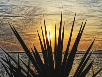 Close-up of stalks against sunset sky