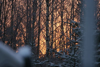 Bare trees on snow covered landscape