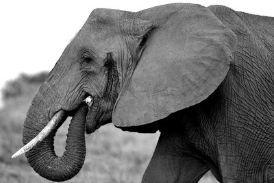 Close-up of elephant