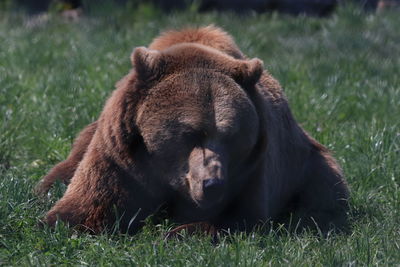 Eurasian brown bear