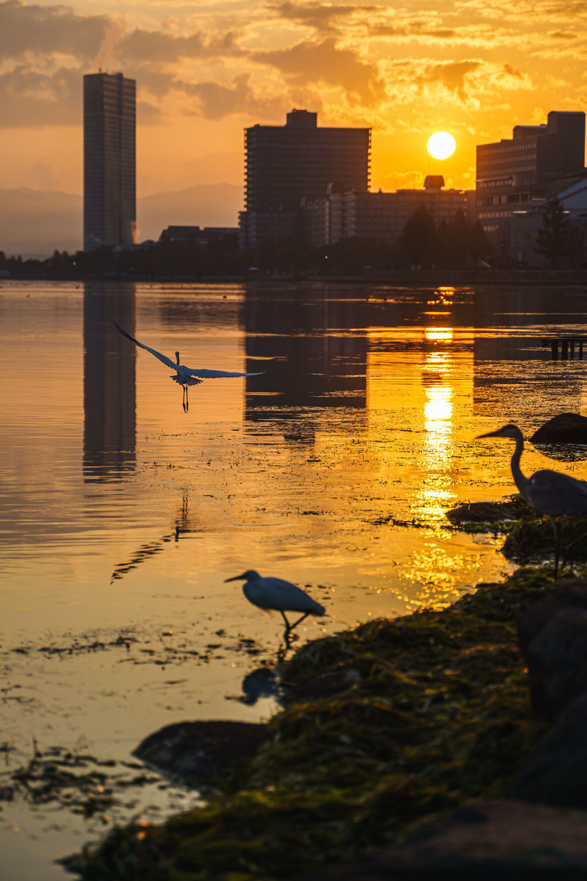VIEW OF SEAGULL ON SHORE DURING SUNSET