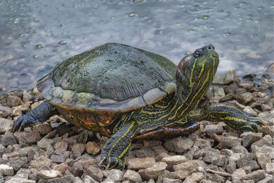 Close-up of lizard on rock