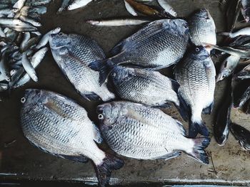 High angle view of fish for sale in market